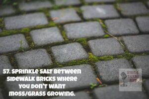 garden-moss