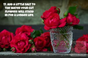 roses-red