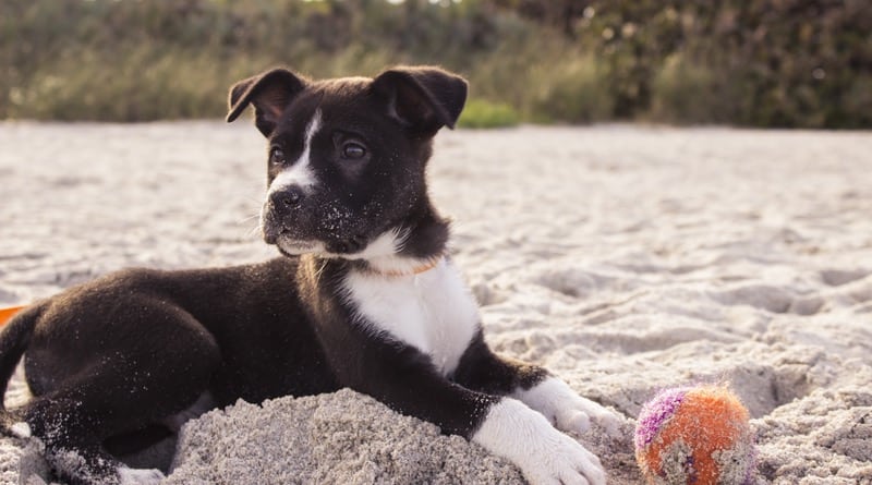 Keep Your Dog Busy with These 5 Great Toys