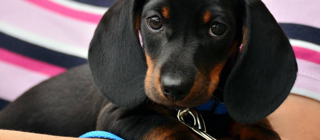 Dachshund Dog Breed