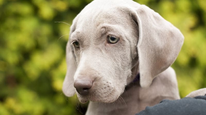 Incredibly amazing puppy training tips that will leave you speechless