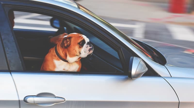 Advice for driving with dogs in your car