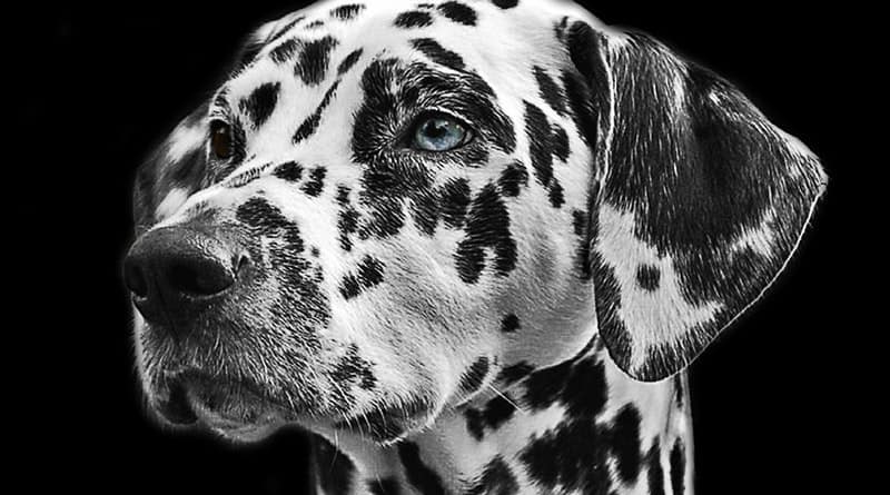 Get Rid of Dog Fleas: Learn About Fleas and How to Kill Them