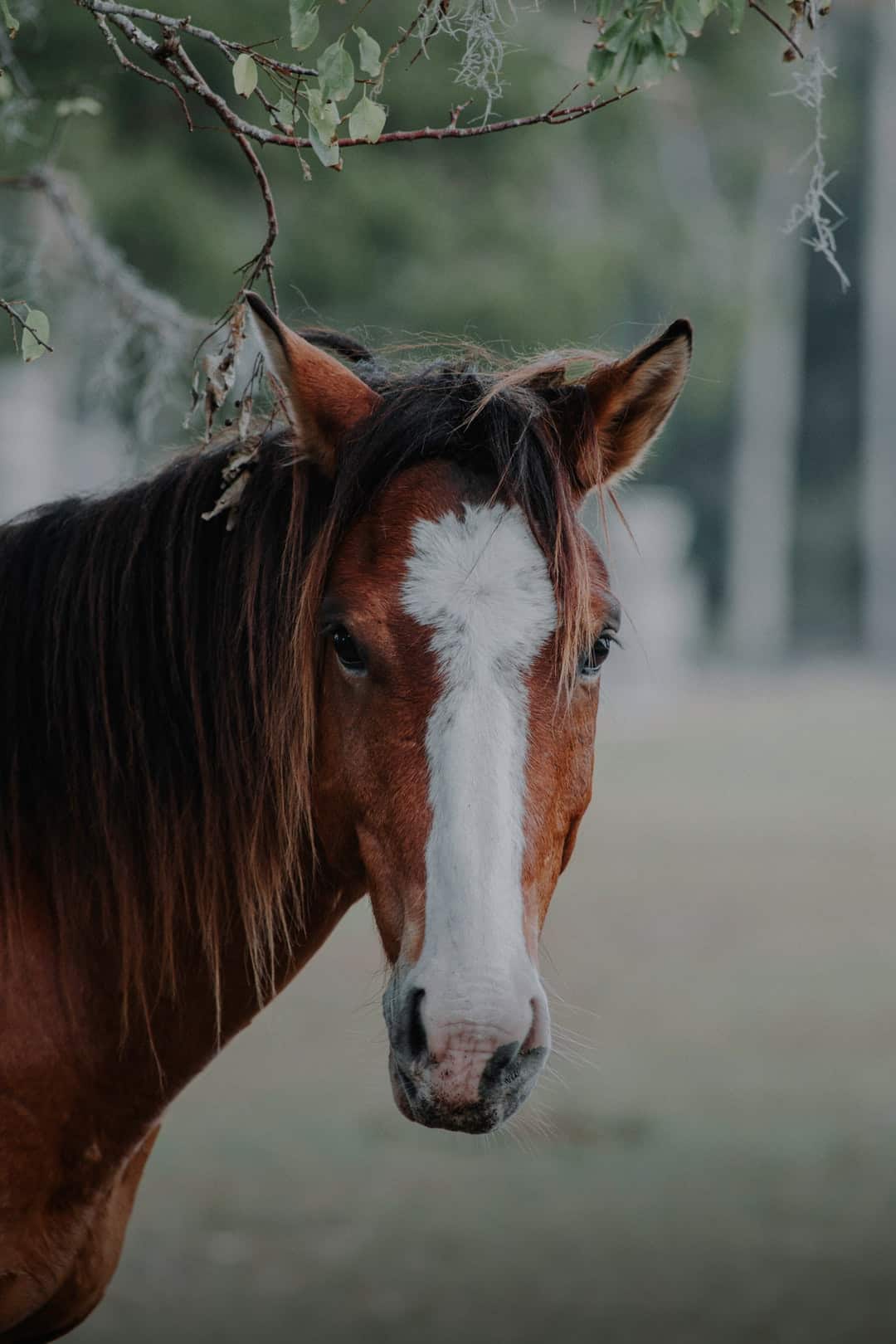 Buying a Horse? Don’t Make These 10 Mistakes