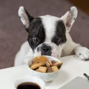 How to Save Money on Pet Expenses