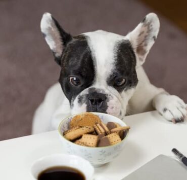 How to Save Money on Pet Expenses