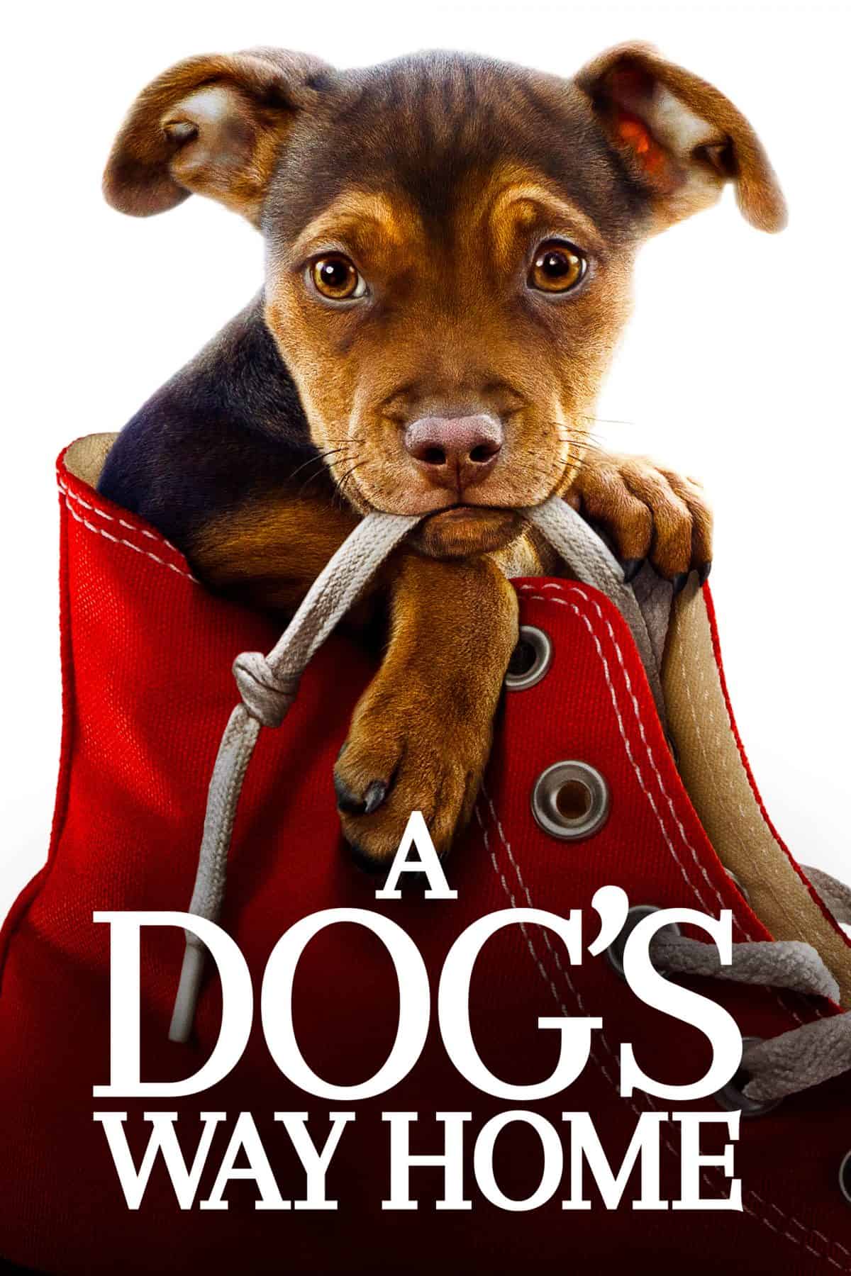 Sony Pictures’ A DOG’S WAY HOME on Digital 3/26 and Blu-ray and DVD 4/9