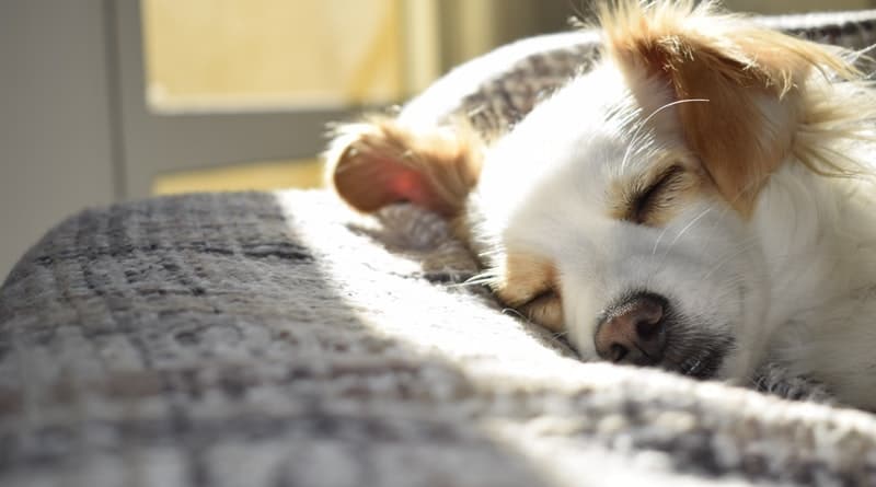 Maintaining Your Home’s Standards With a Dog