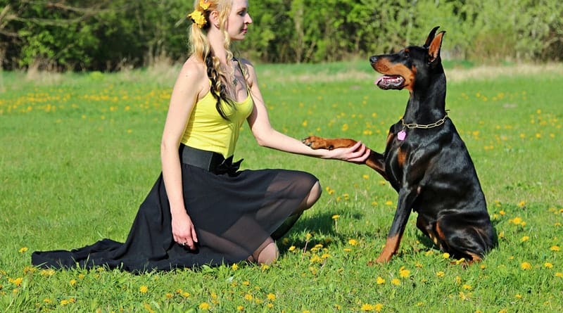 A Complete Guide to Puppy Training