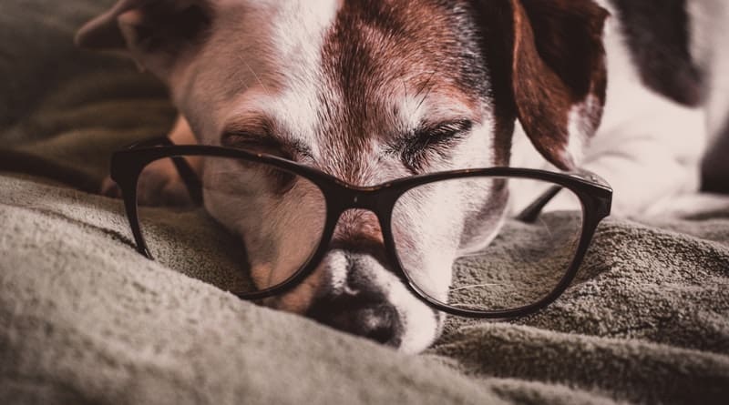Eleven Wonderful Ways To Make Your Old Dog More Comfortable
