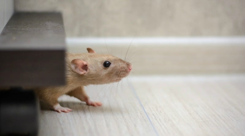 Smart Storage Solutions: Pest Deterrent Tips