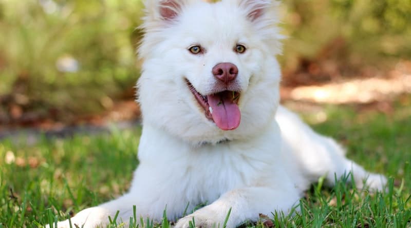Why Celebrating Your Dog's Birthday Is Worthwhile