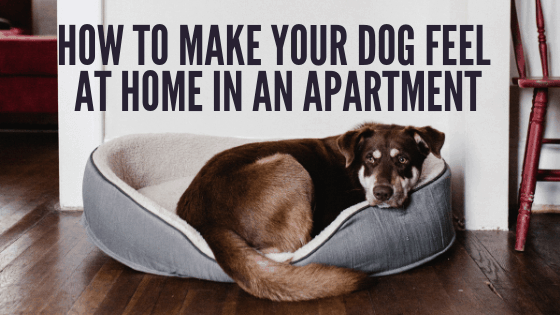 How to Make Your Dog Feel at Home in an Apartment