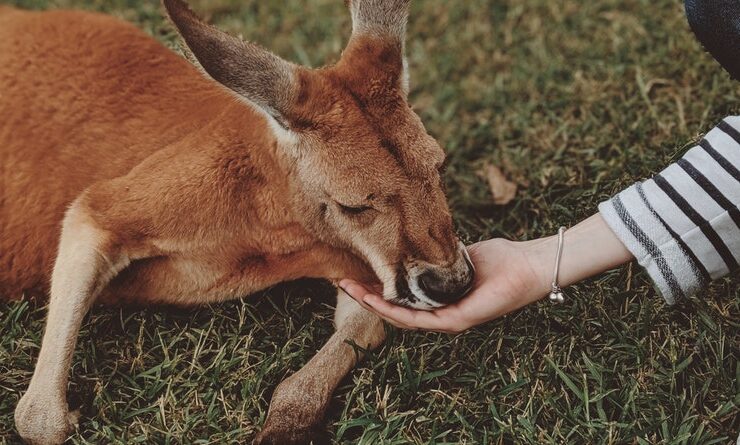 The Ultimate Guide to Family Vacation in Australia