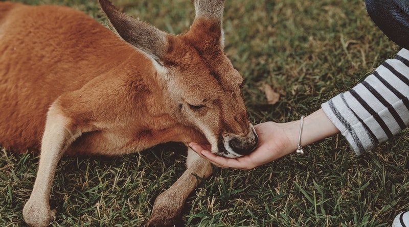 The Ultimate Guide to Family Vacation in Australia