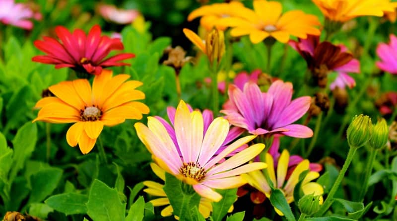 How to Get the Yard You’re Happy With