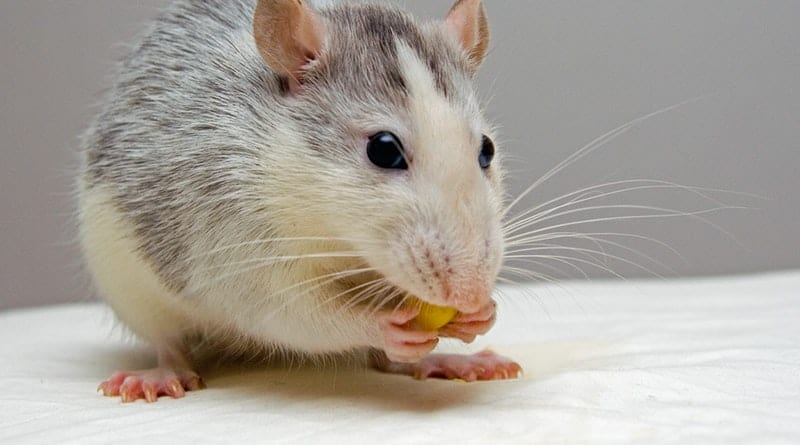 How To Tell If You Have Pests In Your Home