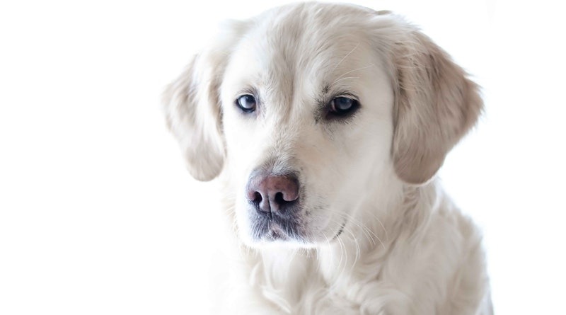 Make Your Home Fit For A Dog