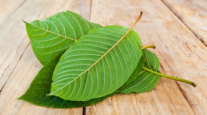Kratom Pain Relief: 5 Key Things You Should Know About Kratom