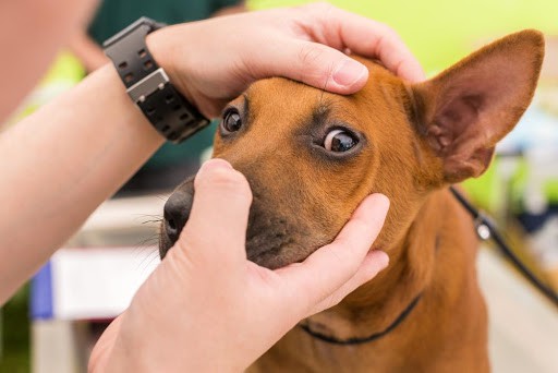 4 Common Eye Problems in Dogs