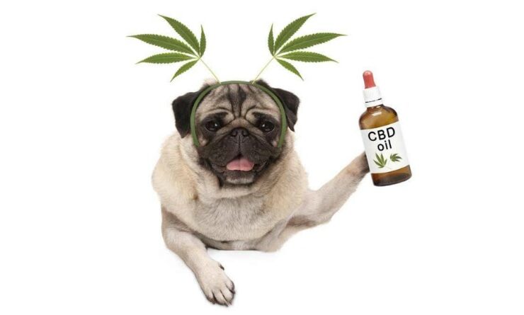 Best CBD Oil for Dogs
