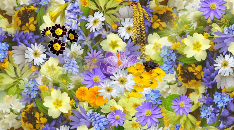 Your Garden