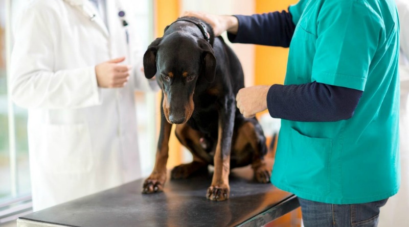 Dog Cancer Answered