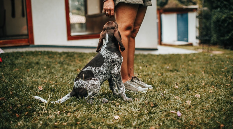 Dog Owners