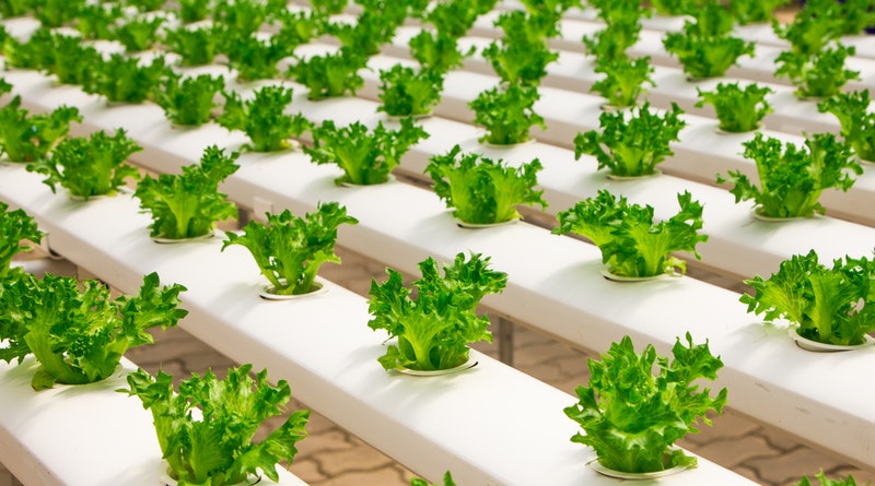 Organic Gardening