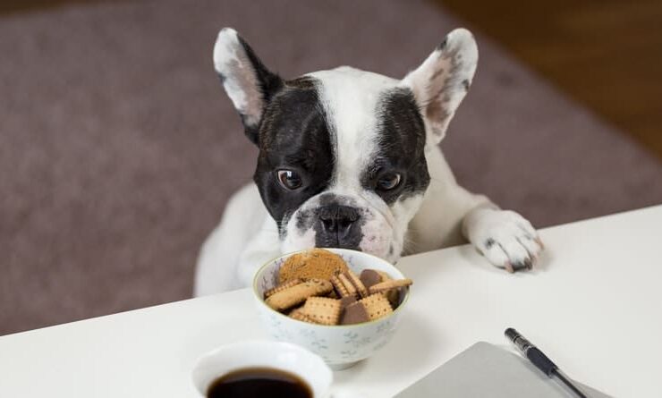 dog food