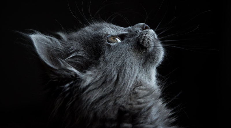 cat illness