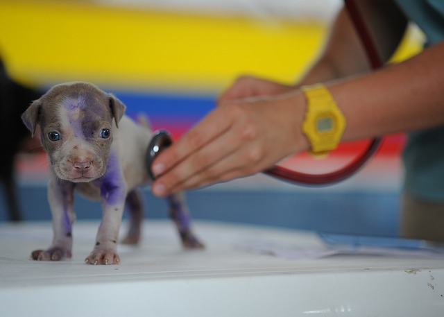 vet for pet
