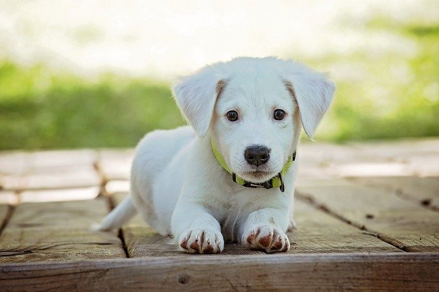 How To Successfully Care For A Dog