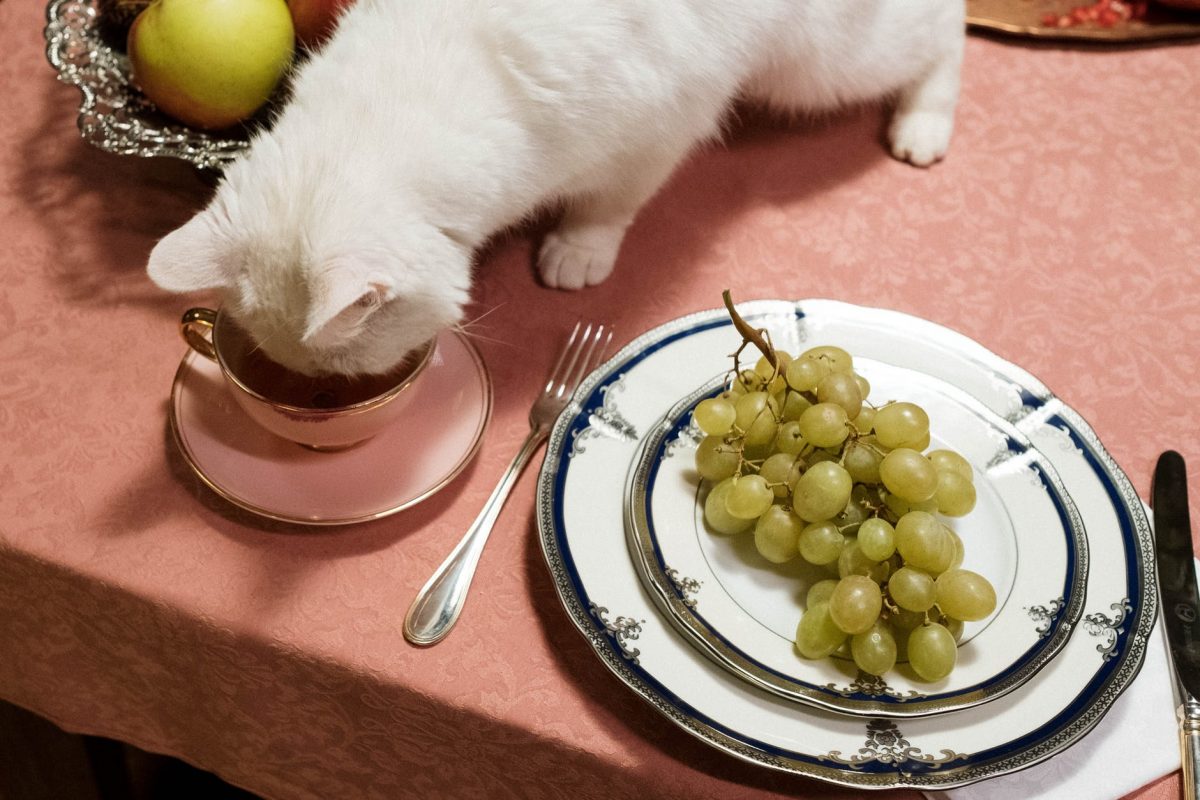 How can I get my cat to eat?