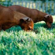 pet eating food in the lawn