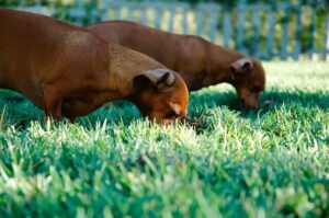 10 best pet safe weed killers to manage your lawn safely