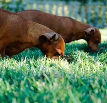 pet eating food in the lawn