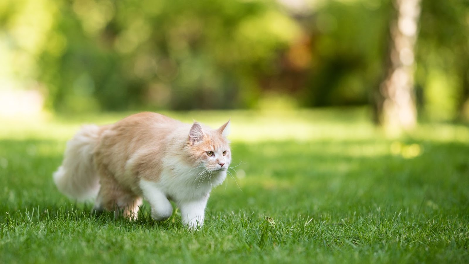 how much do maine coon cats cost