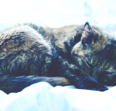 why does my cat sleep on my pillow, above my head