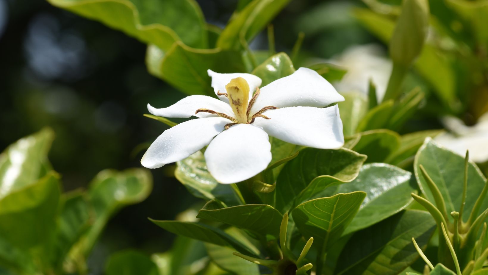 What Do Gardenias Smell Like