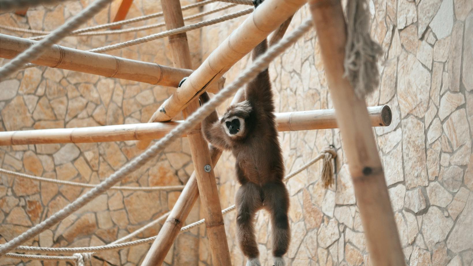 5120x1440p 329 gibbon backgrounds