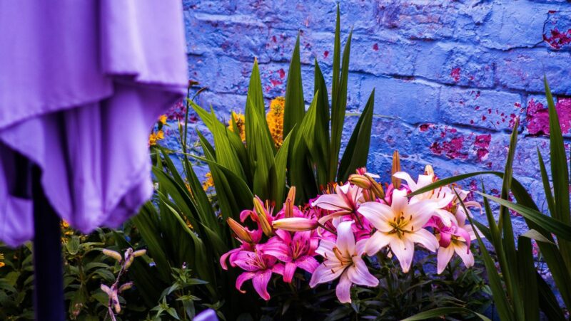 Revolutionize Your Photo Editing with the AI-powered LetsEnhance.IO Mod