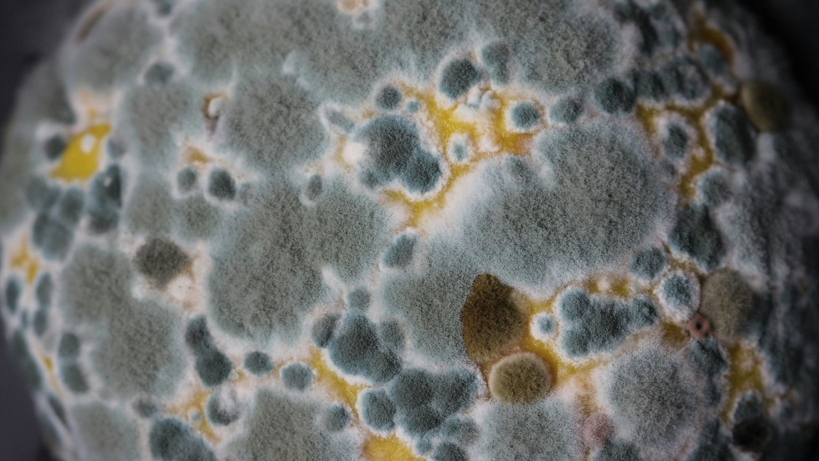 Image2