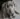 Training Your Dog To Sit Like You