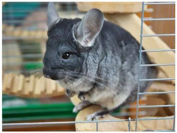 How to set up a chinchilla’s cage?
