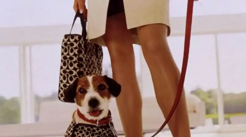 5 Ways to Match Your Style with Your Dog
