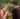 MidSommar Out Today (10.8)| Blu-ray/DVD Combo Pack and DVD (With Spoilers)