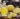 wellhealthorganic.com:health-benefits-of-lemon-oil