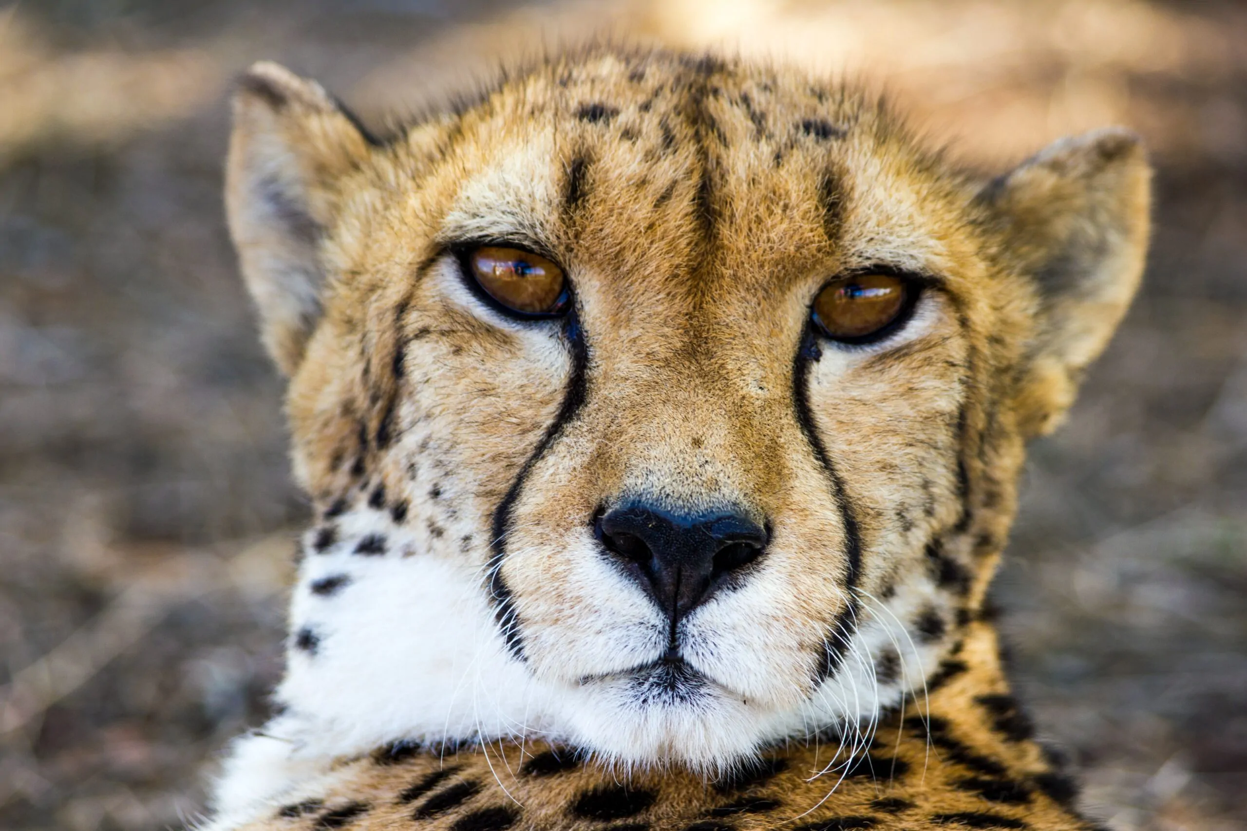 rajkotupdates.news:cheetah-magnificent-but-fragile-experts-list-concerns-for-cheetahs