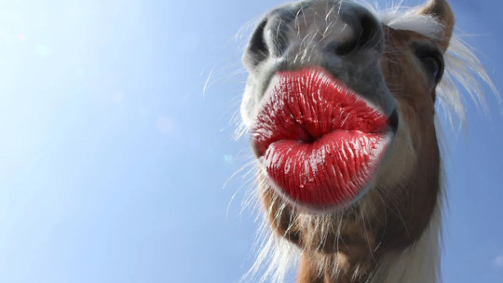 funny wallpapers for iphone